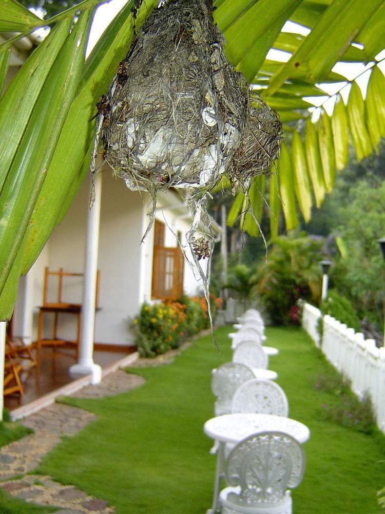 Hotel Water Garden Belihuloya Esterno foto